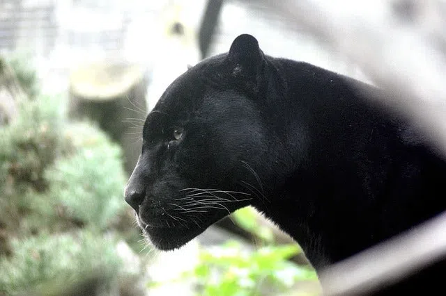 Pantherr