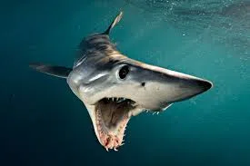Shark minute