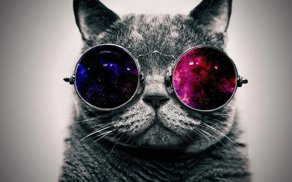 Neo Cat