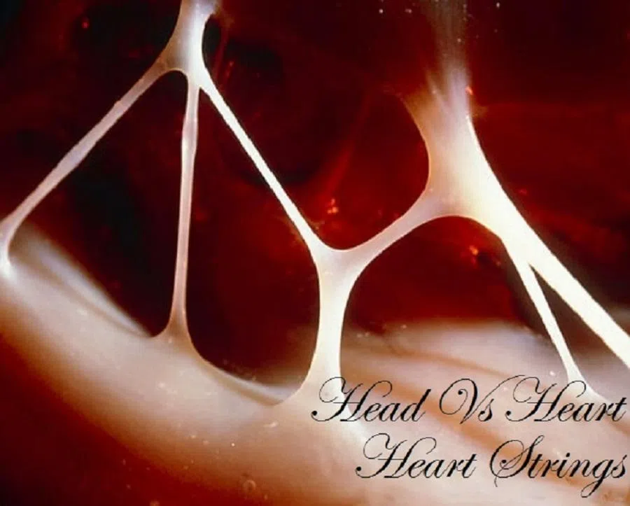 Head vs Heart