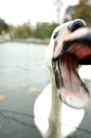 Swan Lakes