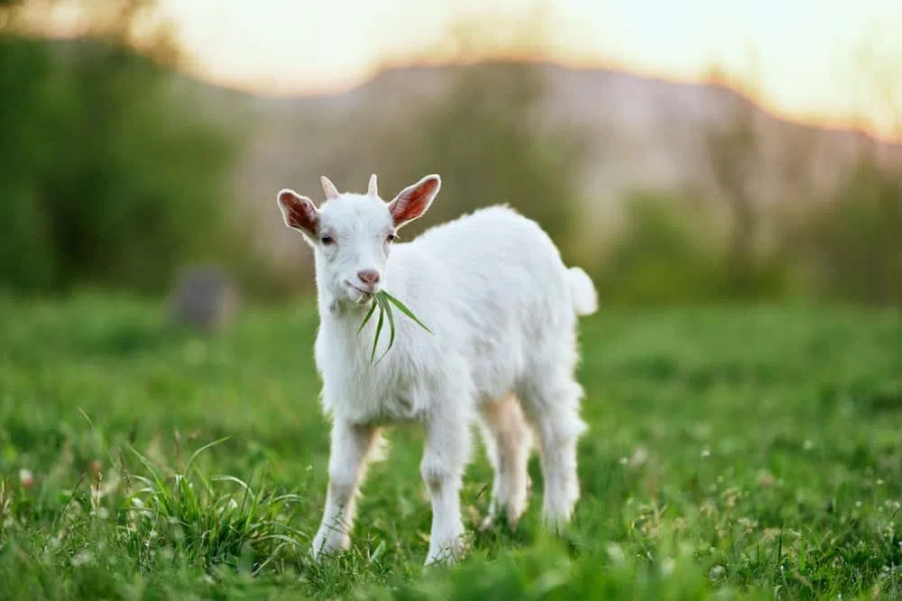 The Goat Project