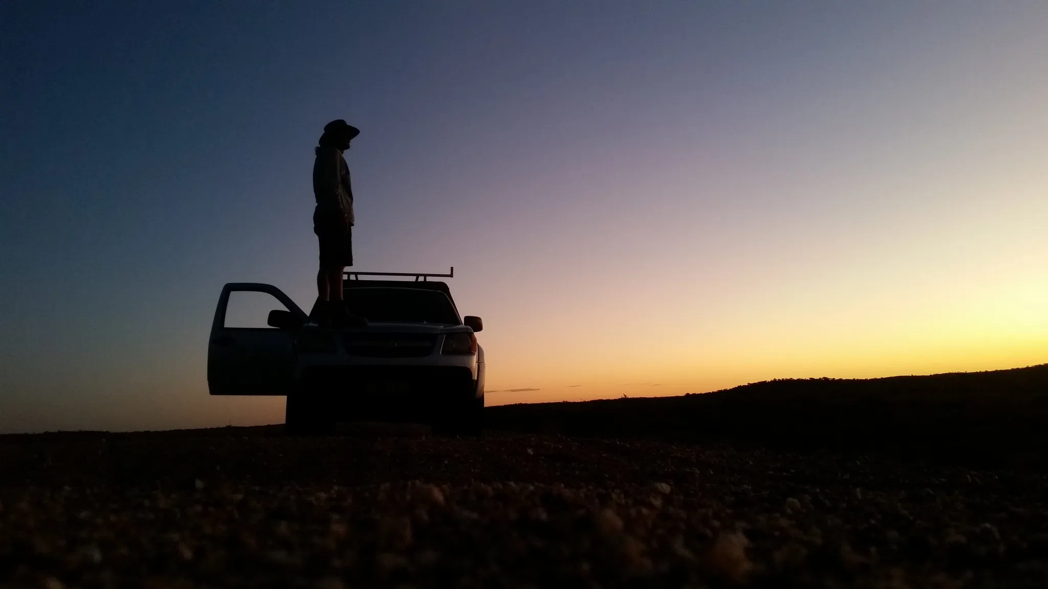 SOLO DINGO