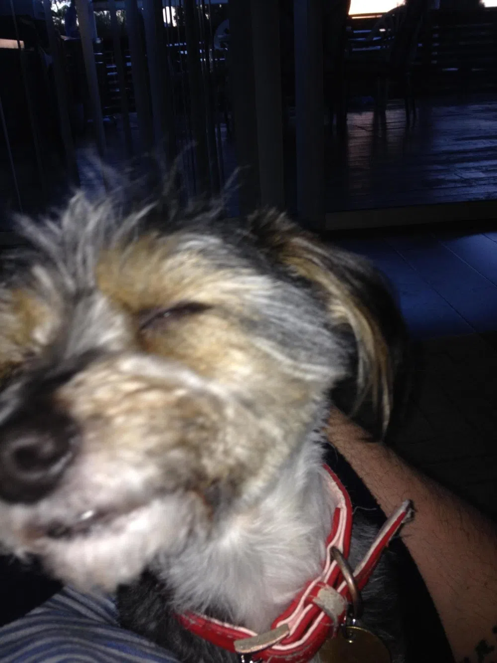 el Dog