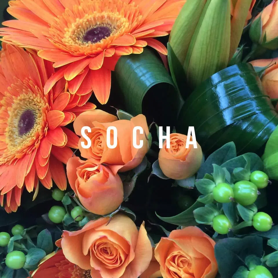 Socha