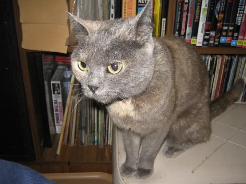 MLCUnderCat