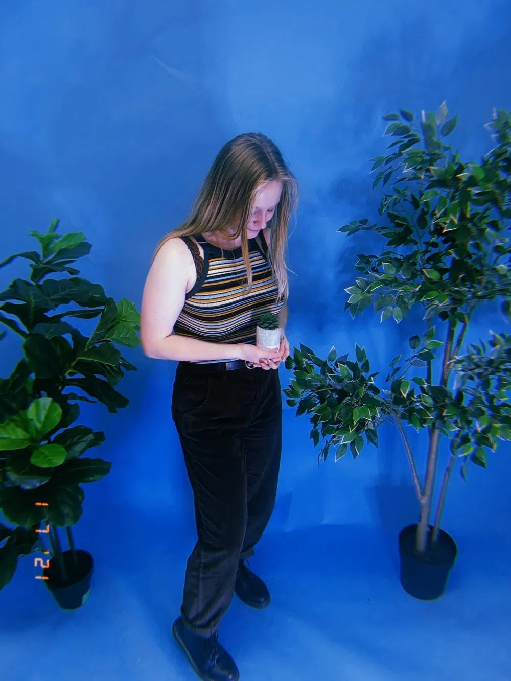 Cassidy Palm