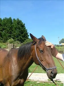 Speedwell