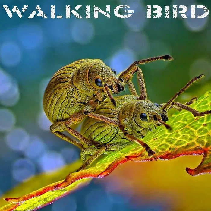 Walking Bird