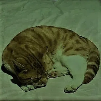 Pholi