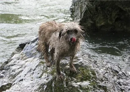 Seadog