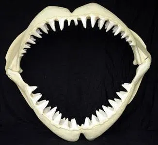 Megalodon