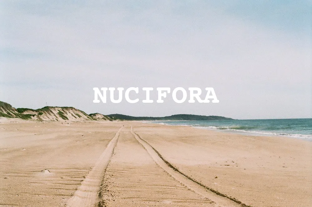 Nucifora