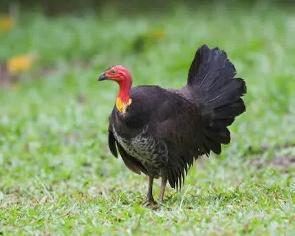 Bush Turkeys