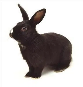 Black Rabbit Republic