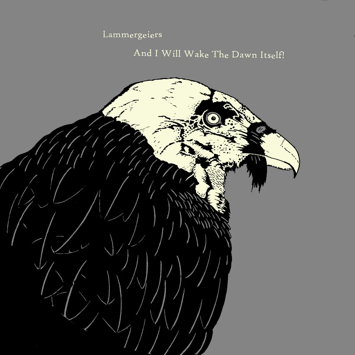 Lammergeiers