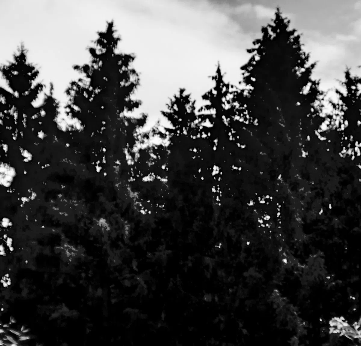 Waldrand
