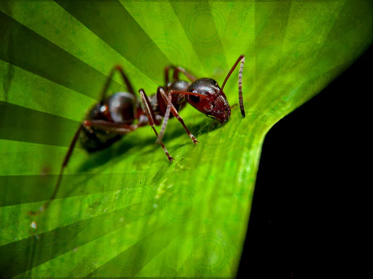 Ants On The Wall