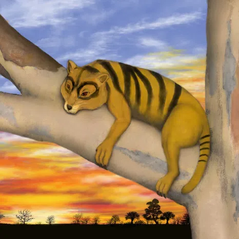 The Queensland Tiger