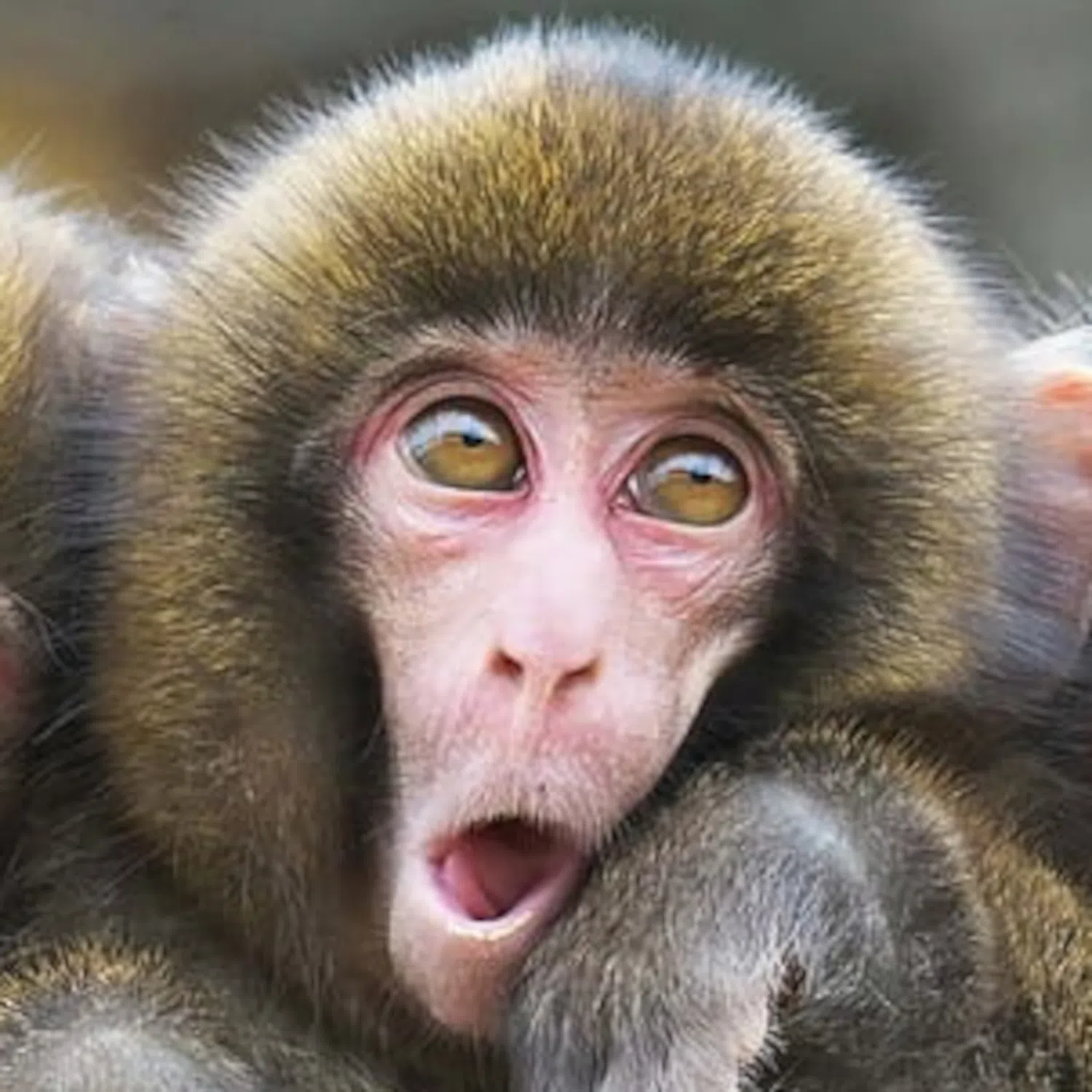 Cheeky Monkey and the Little Shits