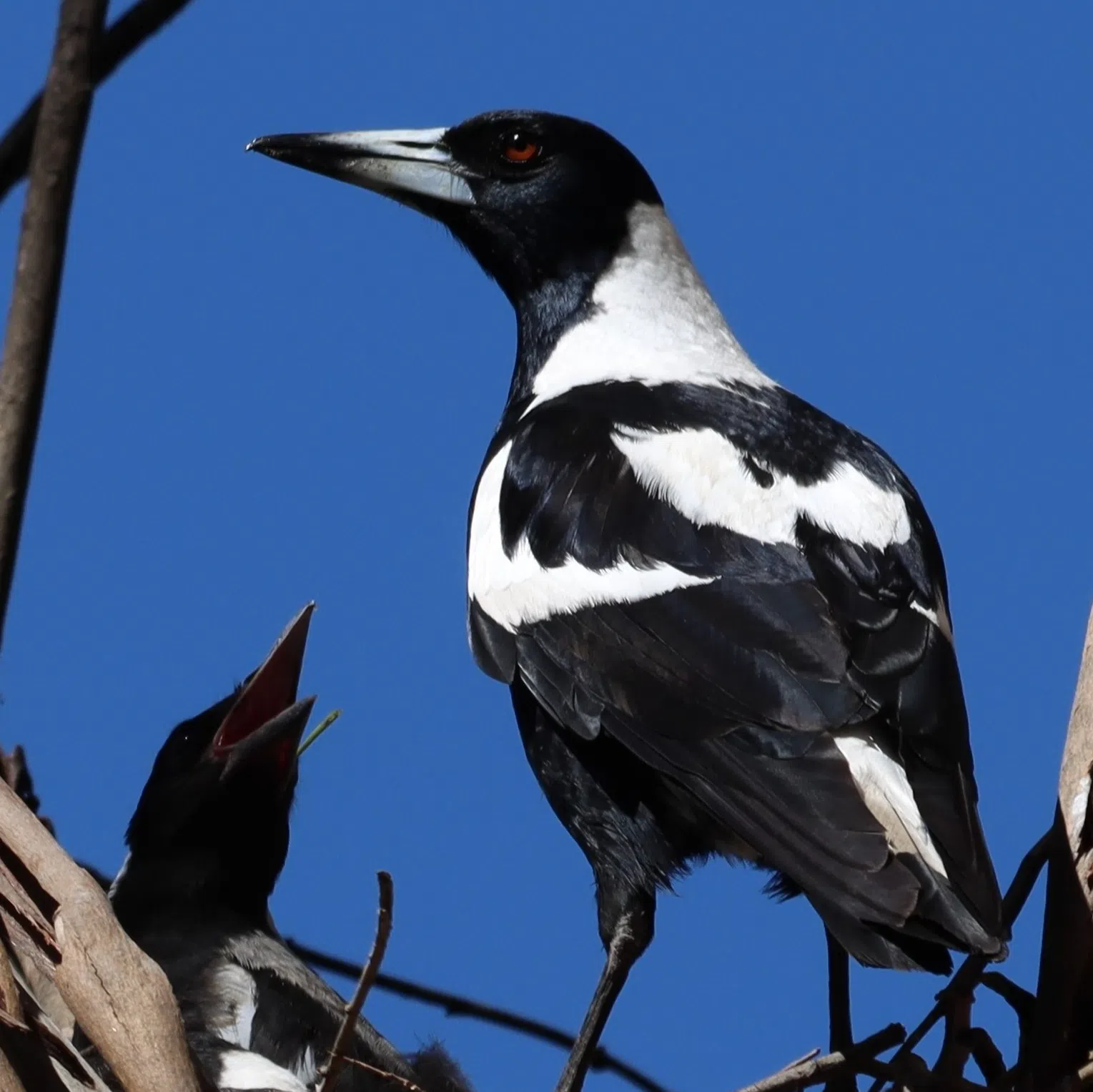Magpie Hill